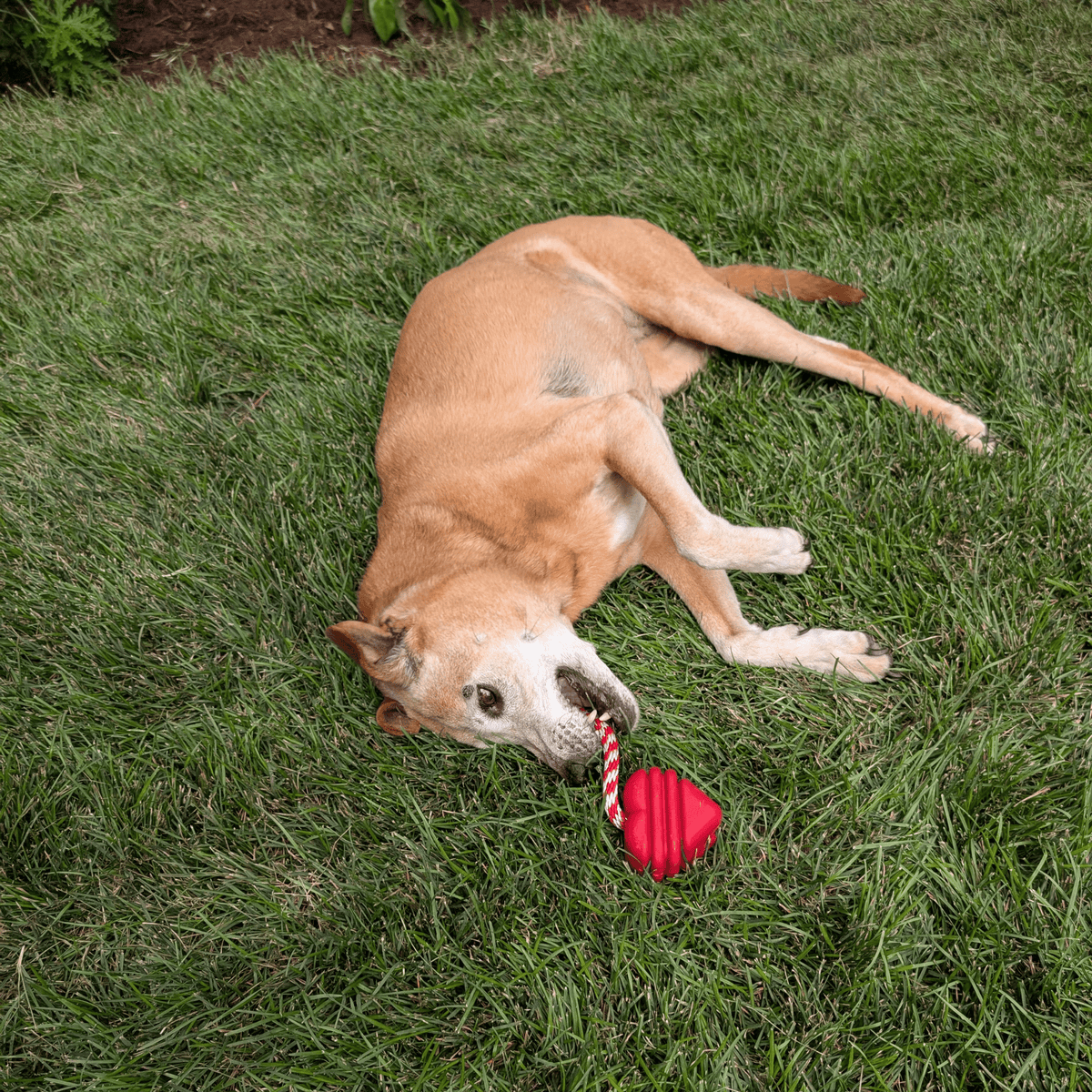Farm to Pet x SodaPup Durable Dog Tug & Chew Toys