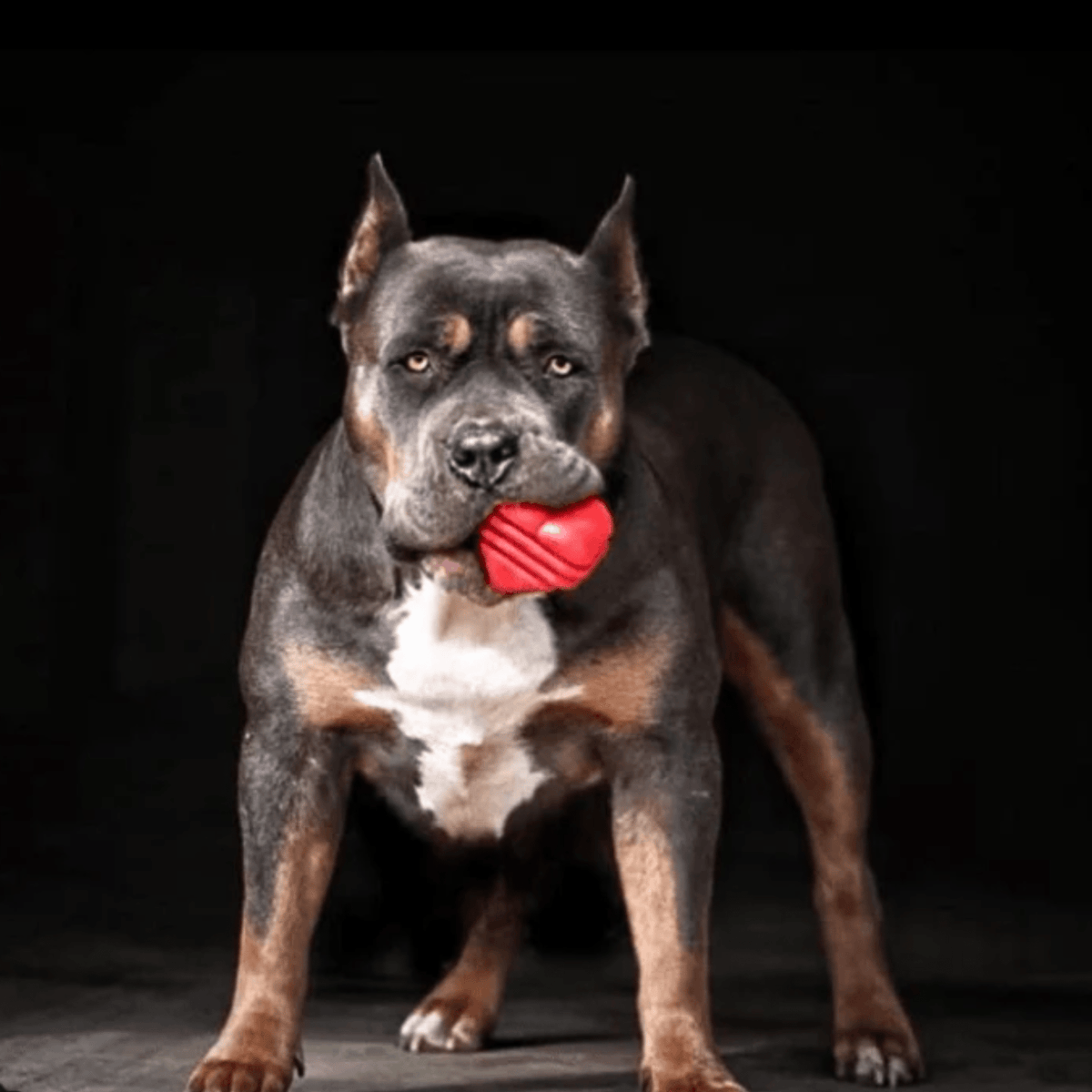 Farm to Pet x SodaPup Durable Dog Tug & Chew Toys