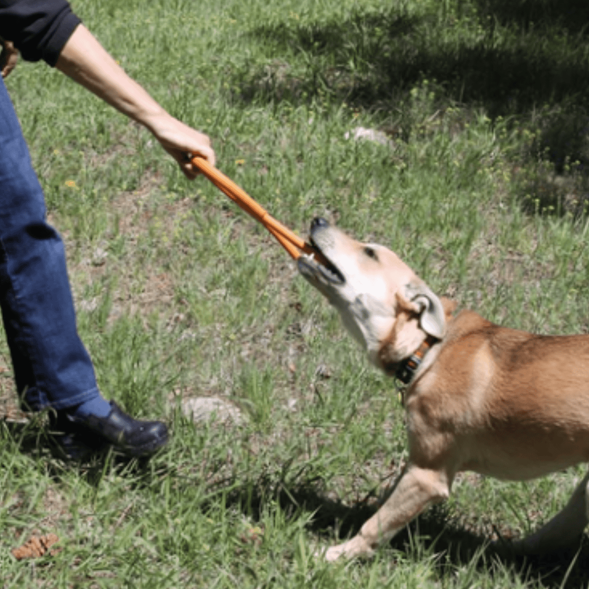 Farm to Pet x SodaPup Durable Dog Tug & Chew Toys